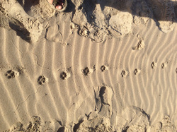 coyote tracks, tracking, teens, bay area, santa cruz, beach, 